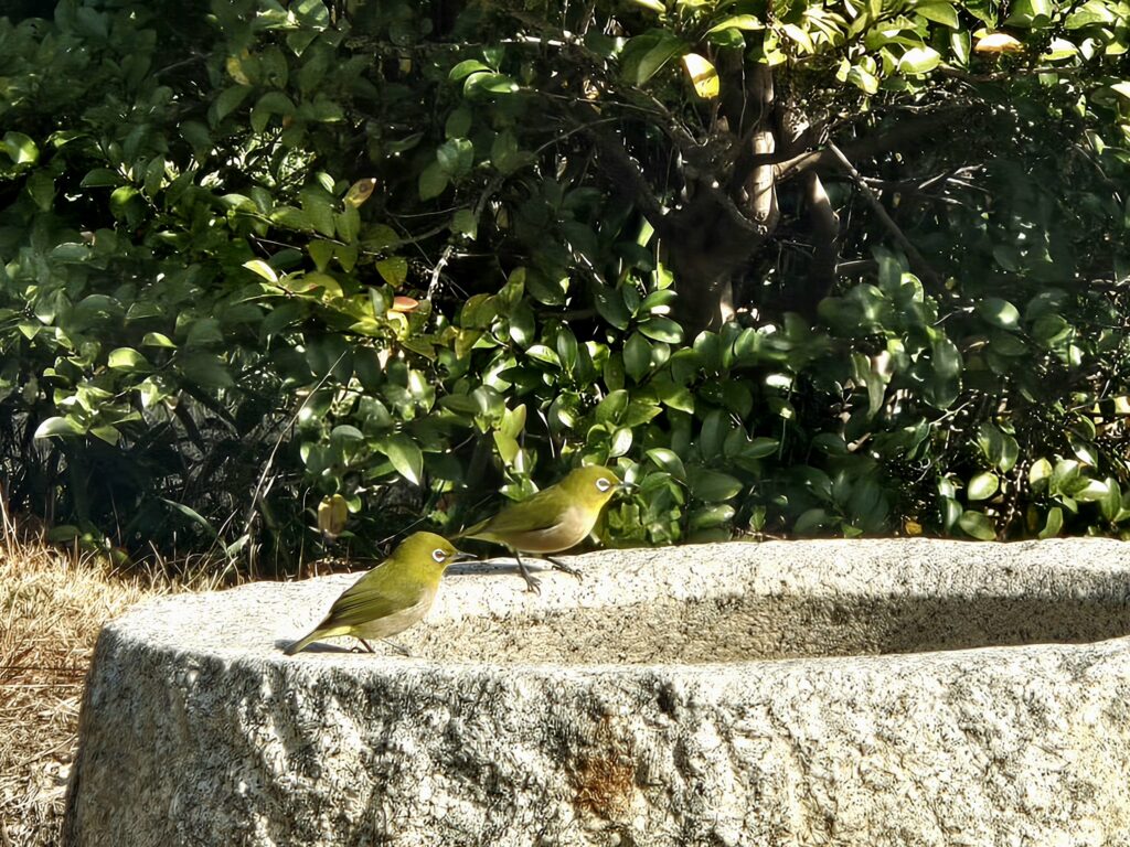 古淡　野鳥