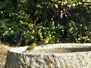 古淡　野鳥