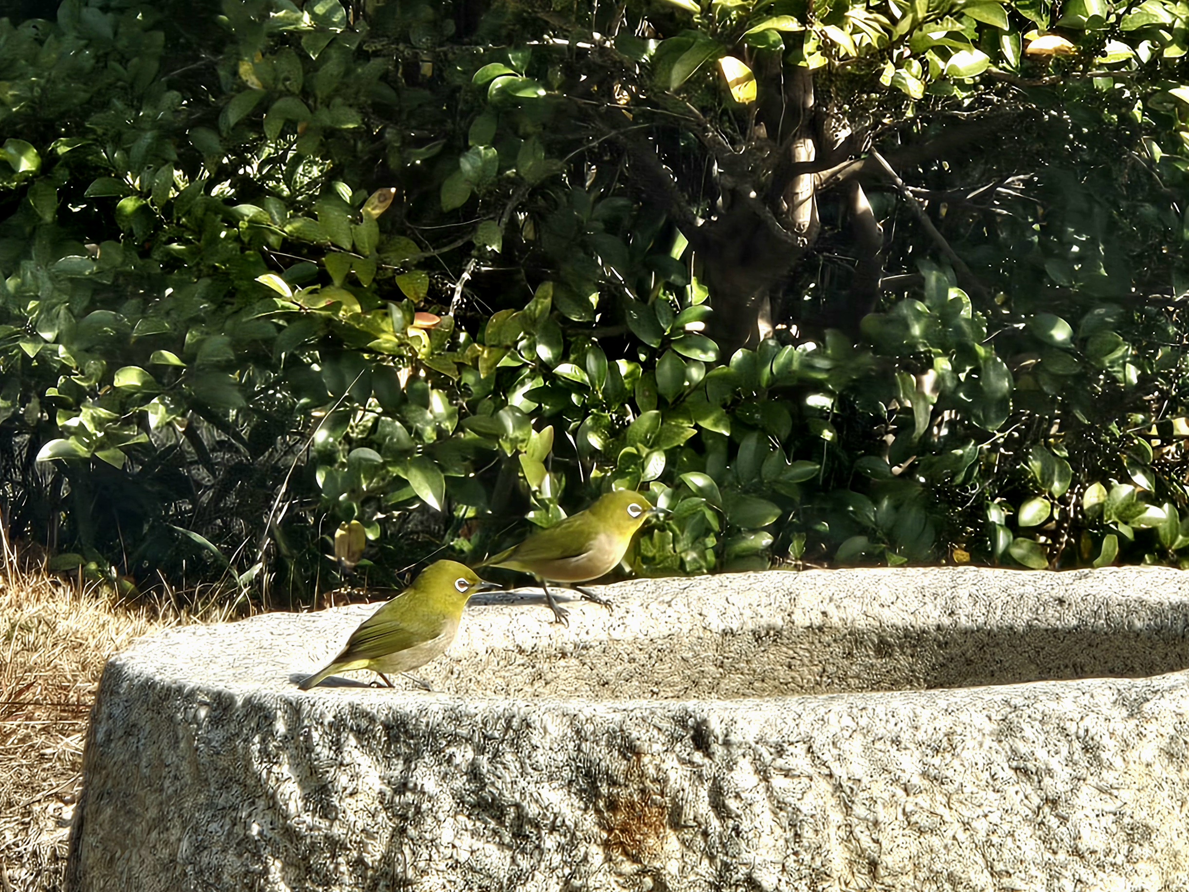 古淡　野鳥